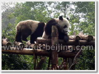 Beijing Chengdu Jiuzhaigou Yangtze Cruise Shanghai 14 Day Tour